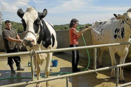 El GOB de Menorca organitza una xerrada sobre la viabilitat econòmica de la ramaderia