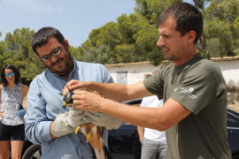 Es recupera la població de milanes amb 115 parelles reproductores