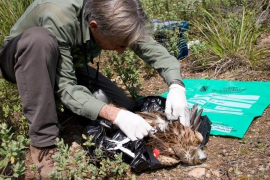 El GOB adverteix que els agents de medi ambient de les illes són insuficients