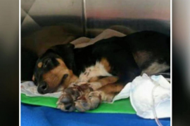 En Xaloc, un ca abandonat amb les quatre potes rompudes i ferit de bala