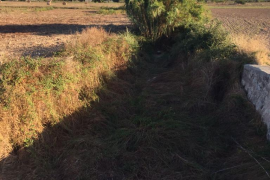 El PP d'Algaida exigeix a Medi Ambient la «neteja urgent» del torrent.