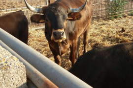 Aquest és l'animal de raça mallorquina que enguany porotagonitzarà la festa.
