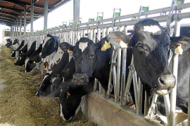 El Govern centrarà els seus esforços en el sector ramader. 