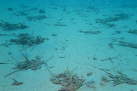 Foto: Gerard Pedrero