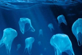 Presenten al·legacions per demanar que s'avanci el projecte per a la reducció d'envasos 