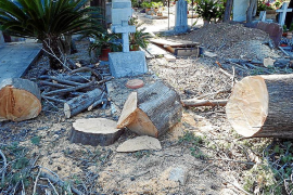 Comença la tala d’arbres que afecten el patrimoni del cementeri