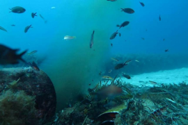 Denuncien el mal estat de l'emissari submarí de Sóller