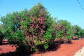La Comissió Europea aprova el protocol de contenció per a la Xylella fastidiosa 