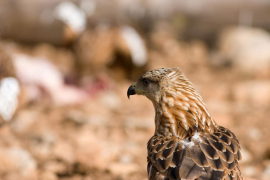 Milana, Milvus milvus, marcada