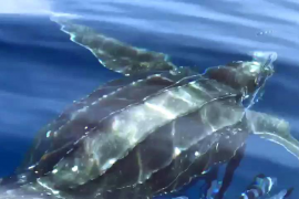 SOLLER. TORTUGAS. Localizan en la costa de Tramuntana una tortuga laúd viva de 200 kilos.