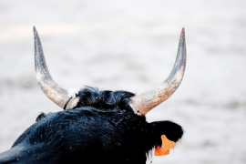 A Mallorca 34 municipis s'han declarat antitaurins.