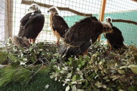 La Conselleria de Medi Ambient, Agricultura i Pesca dona per acabat «amb èxit» el Pla de Reintroducció de l'Àguila Coabarrada.