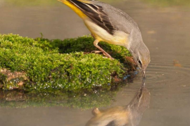 El GOB i AFONIB presenten el Calendari de Natura per a l'any vinent