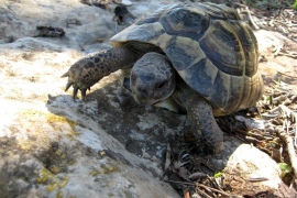 Les primeres cries en captivitat de tortuga mediterrània han nascut en el nucli zoològic a Can Toni d’en Jaume Negre.