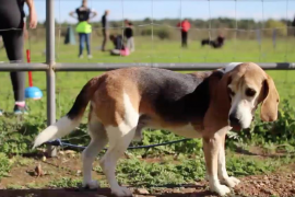 Alumnes de l’IES Juníper Serra llancen un vídeo de conscienciació sobre l’apadrinament d’animals 
