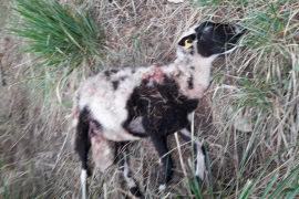 Alarma per nous atacs de cans a guardes d’ovelles, ara a la zona de s'Heretat