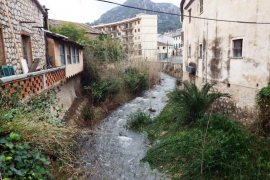 Primera saó en 4 mesos i mig: 50 litres per metre quadrat i enfarinada al Puig Major