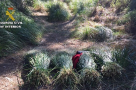 Denuncien sis persones per tallar plantes en un espai protegit de Capdepera
