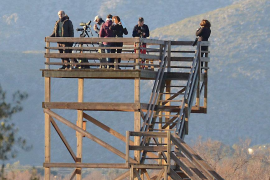 El GOB recompta fins a 30.000 aus aquàtiques que passen l'hivern a les zones humides 