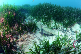 La comunitat científica demana ajuda ciutadana per a la conservació de la nacra 