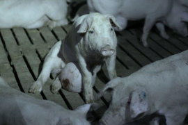 Dos supermercats belgues retiren els productes ElPozo després de l’emissió de ‘Salvados’