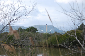 Es Murterar vista des de s'Albufera