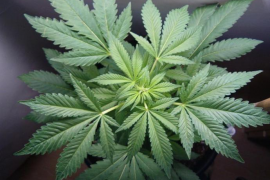 Planta de cànnabis per a l'ús terapèutic