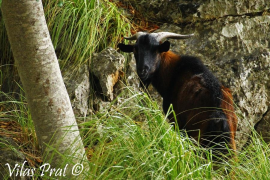 Podem rebutja que s'impulsi el turisme de caça de la cabra mallorquina