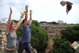 Un total de 954 animals han ingressat en el Centre de Recuperació de Fauna de Menorca