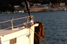 El GOB insta el Govern a no demorar més l'aprovació del decret de protecció de posidònia