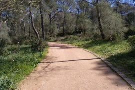 El GOB denuncia l'arrasament de les voreres del bosc de Bellver