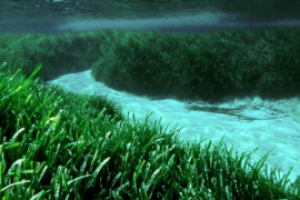 Terraferida denuncia l'existència d'una campanya «d'intoxicació» promoguda pel sector nàutic 