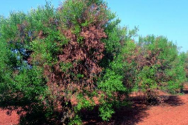 Els 627 positius de 'Xylella fastidiosa' confirmats en plantes i arbres de les Illes Balears el mes de març ja s'han eliminat completament.