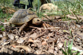 Alliberen quasi 200 tortugues mora a la finca del Galatzó