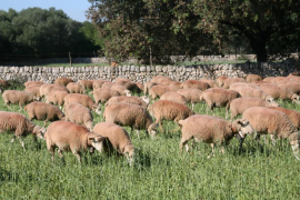 Les Balears ja disposen d’un catàleg genètic d’onze races autòctones en perill d’extinció