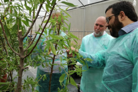 El Govern estudia la patogenicitat de la Xylella a dos hivernacles de bioseguretat