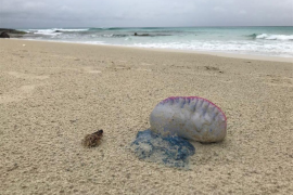 Cort activa un protocol d'actuació després de trobar una caravel·la portuguesa