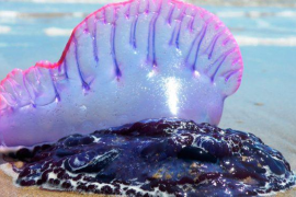 Apareixen els primers exemplars vius de caravel·la portuguesa a Palma 