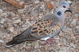 El GOB demana al Consell una «moratòria immediata» a la caça de la tórtora