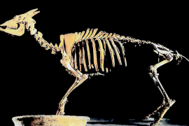 El nivell del Mediterrani va haver de baixar 1.200 metres per a l'arribada del Myotragus, segons la UIB