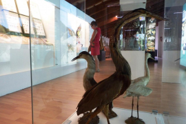 El Museu de Ciències ja mostra nous continguts sobre biodiversitat balear