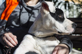 Son Reus acollirà aquest dissabte una desfilada de cans en risc de sacrifici