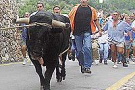 El bou de Fornalutx es rebel·là.