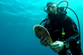 Reubiquen dos dels darrers exemplars de nacres vives a Mallorca a una zona controlada