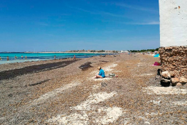 Terraferida sol·licita a Medi Ambient que no es retiri la posidònia de la platja de sa Ràpita