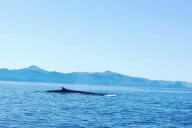 Filmen una balena a la costa de Sóller