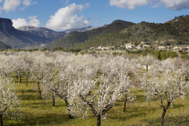 El Consorci Serra de Tramuntana ofereix ajudes de fins a 10.000 euros per a la custòdia de territoris