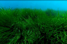 Calvià acollirà aquest estiu tallers de conscienciació sobre la posidònia oceànica