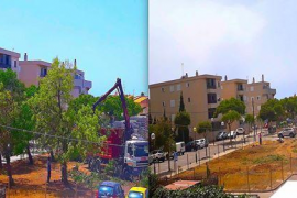 [VÍDEO] Arrabassen prop de dotze arbres amb nius a una zona verda de Calvià