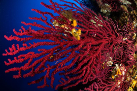 20/Julio/2016 Islas Baleares. Ibiza
Gorgonias en la isla Es Vaixell en la Reserva dels illots de Ponent.

© JOAN COSTA